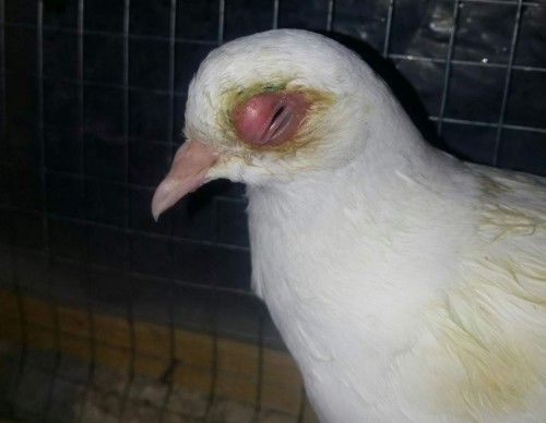Орнитоз у голубя | Лечение голубей