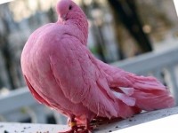 Розовый голубь. | Красивые цвета пернатых