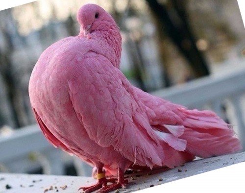 Розовый голубь. | Красивые цвета пернатых