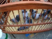 21.12.2019 - Выставка голубей в Туле