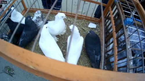 21.12.2019 - Выставка голубей в Туле
