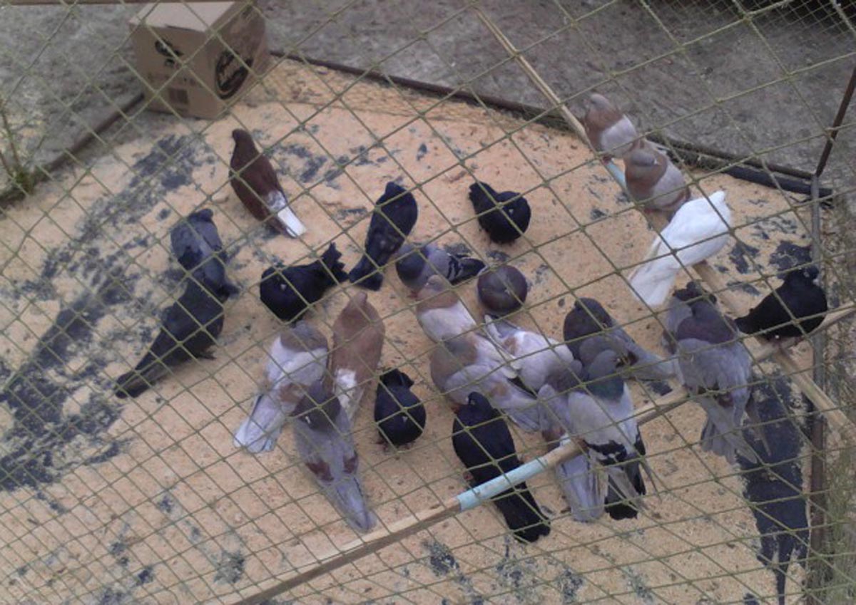Выставка голубей в Воронеже