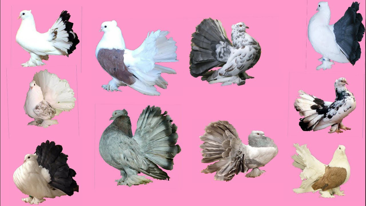 Классификация пород голубей