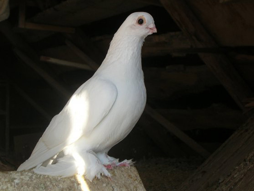 Калужский голубь