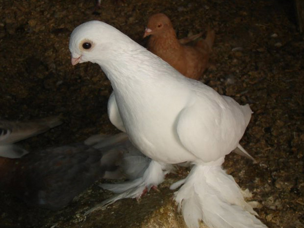 Калужские белые голуби
