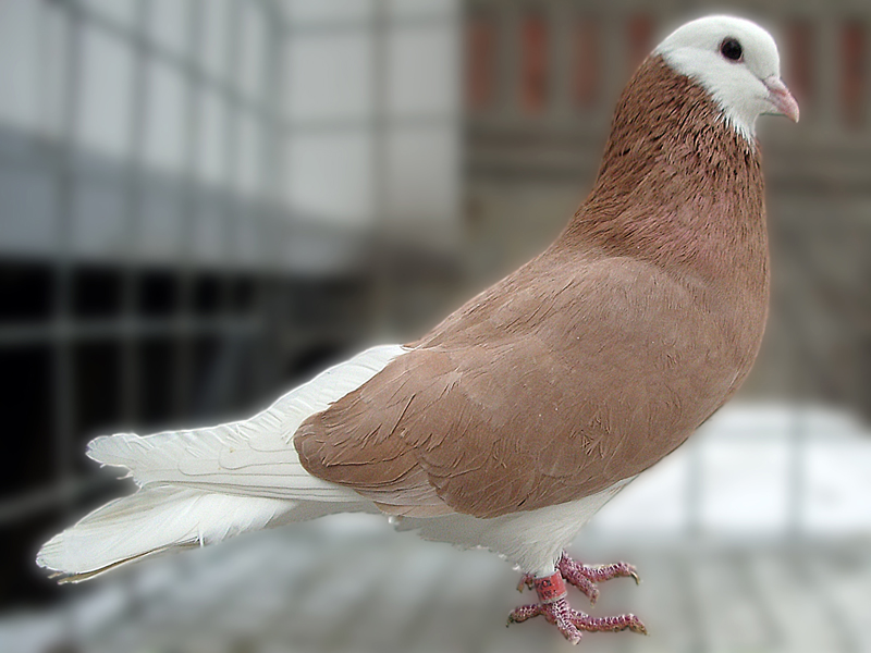 Пермский голубь