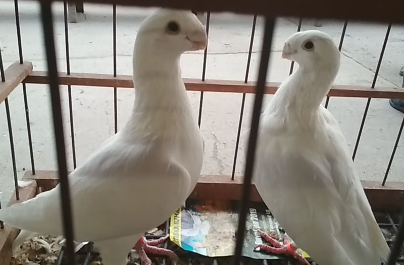 Останкинские голуби