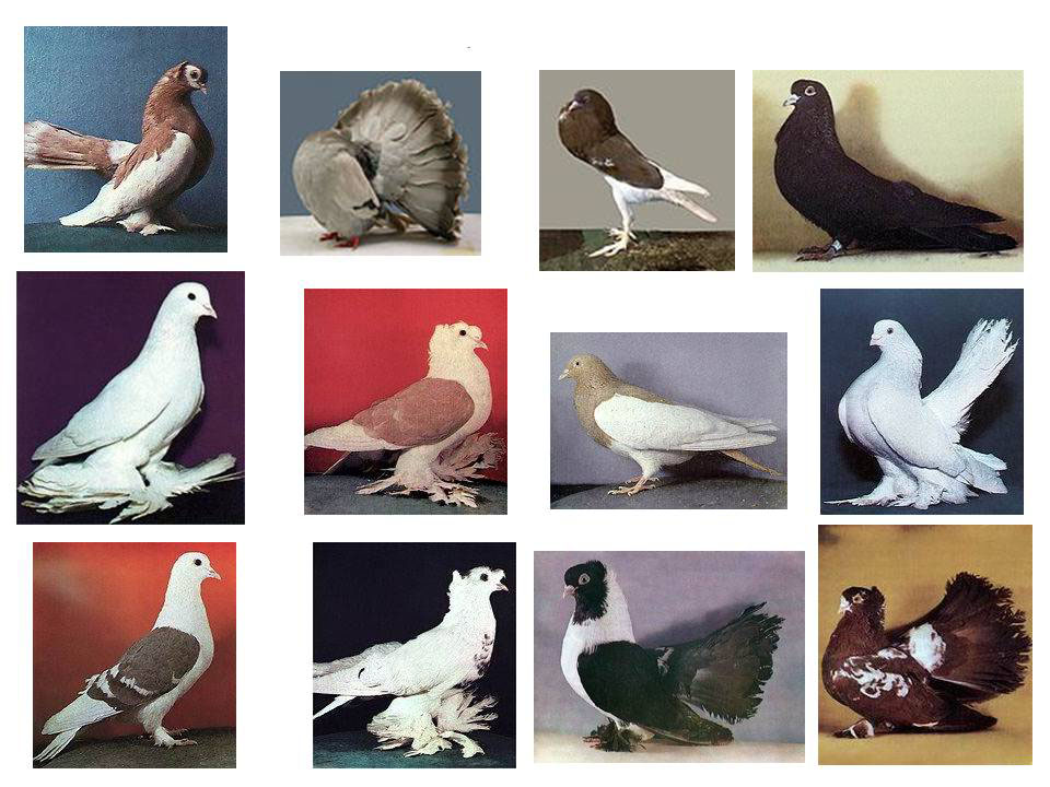 Как узнать породу голубя по фото
