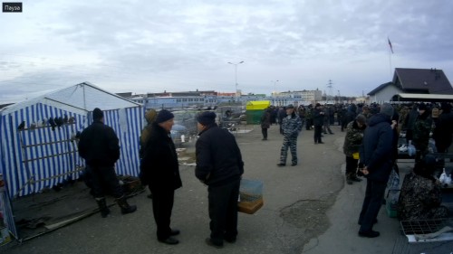 21.12.2019 - Выставка голубей в Туле