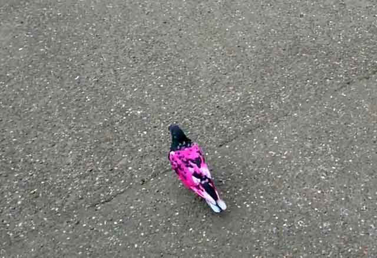Розовый голубь исчезающий вид