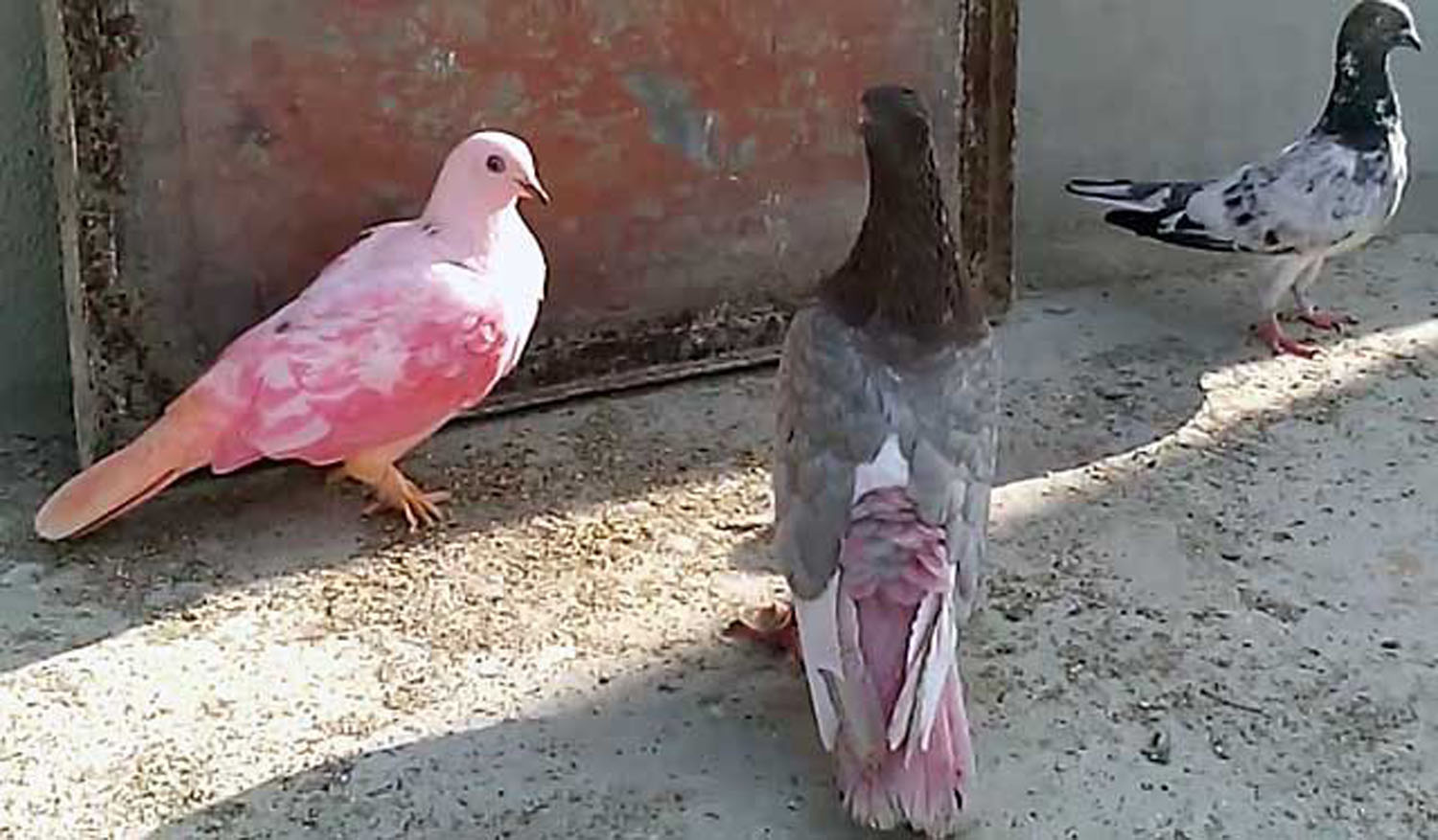 Розовый голубь Маврикий