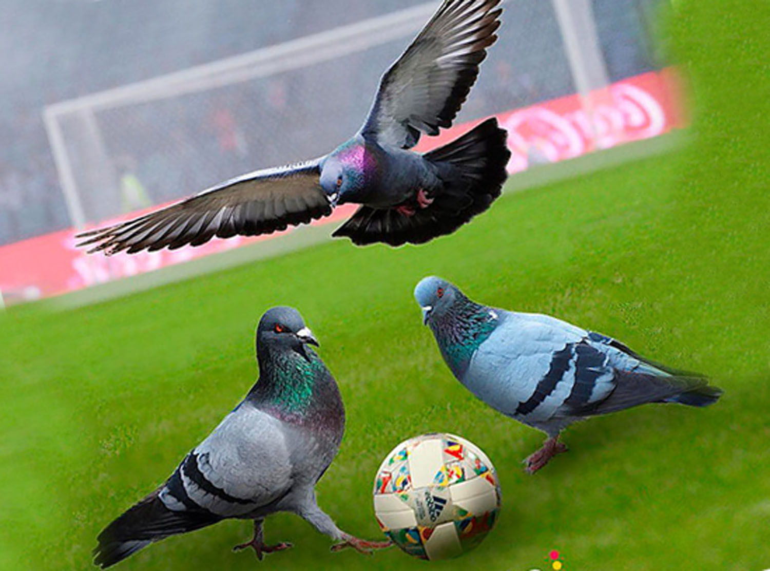 Футбол и голуби