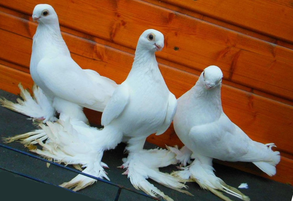 Красивые голуби