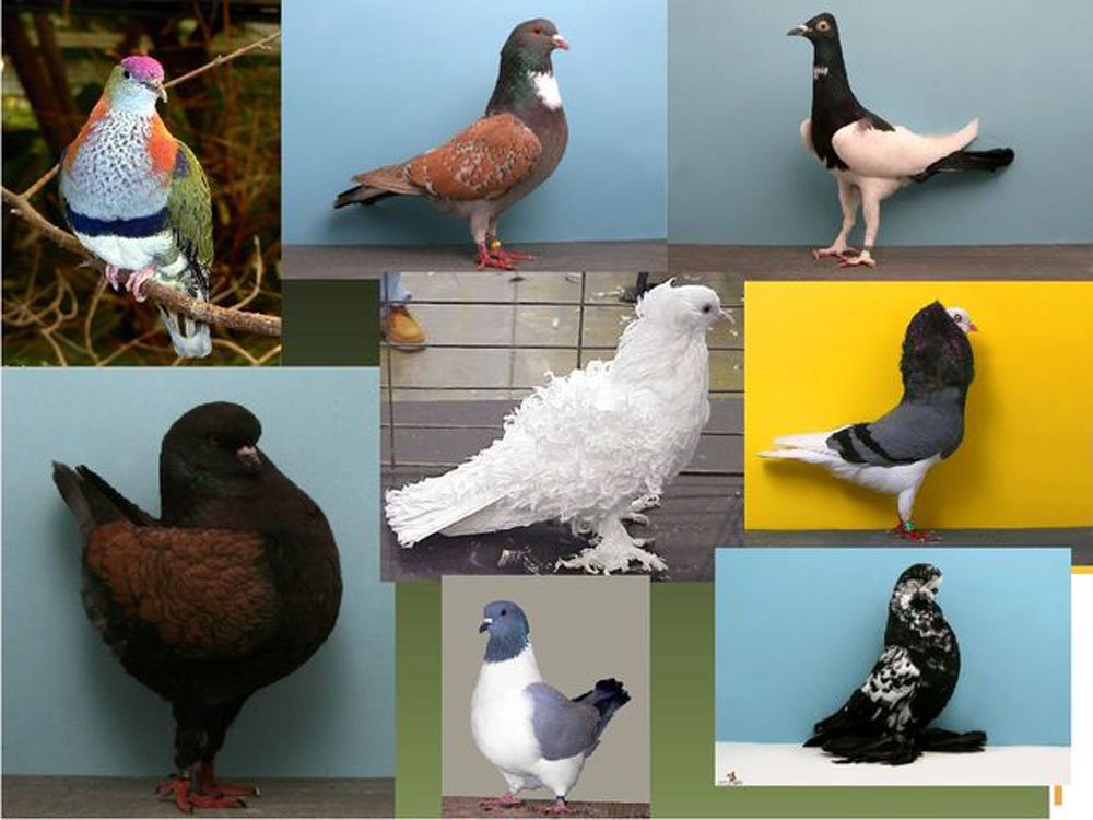 виды голубей с фото и названиями