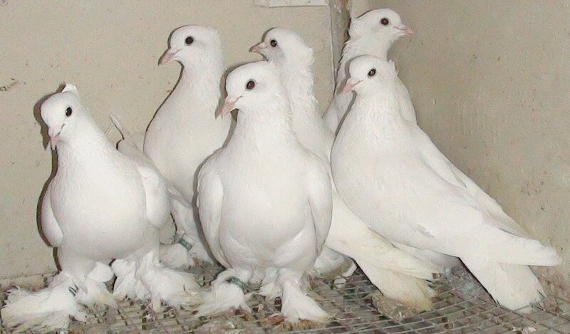 Воронежские зоревые голуби