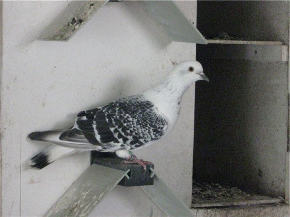 Фото Владимирские чистые голуби