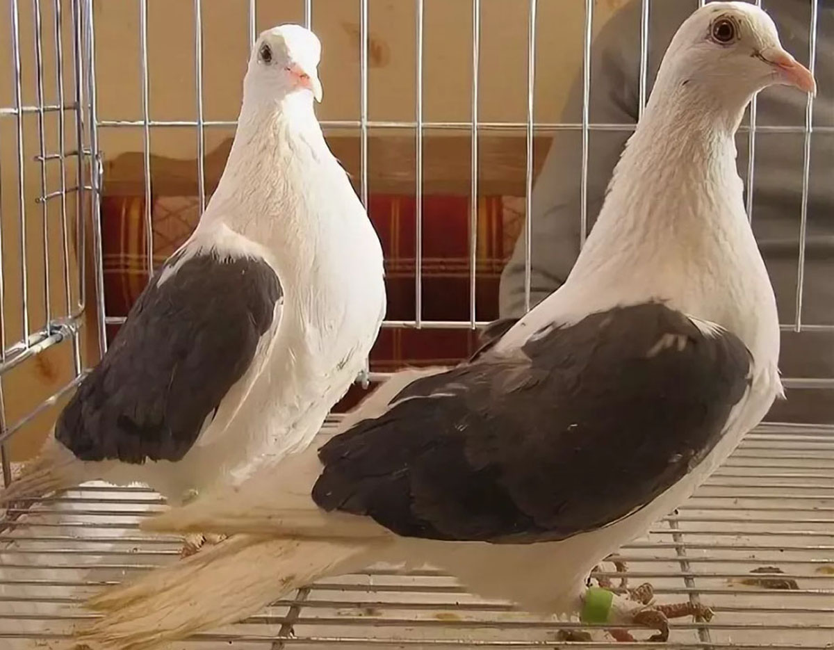 фото Владимирские чистые голуби
