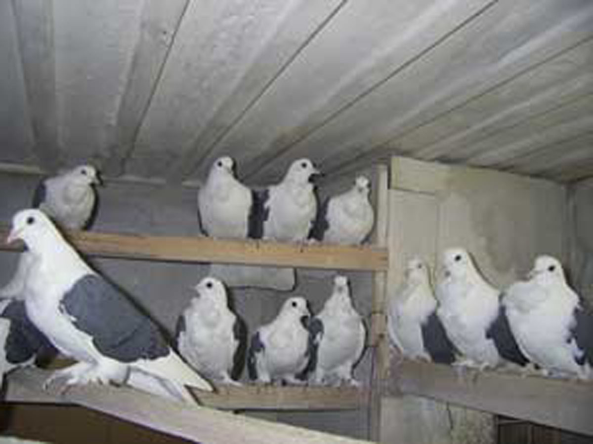 Фото Ленинградские бантистые голуби