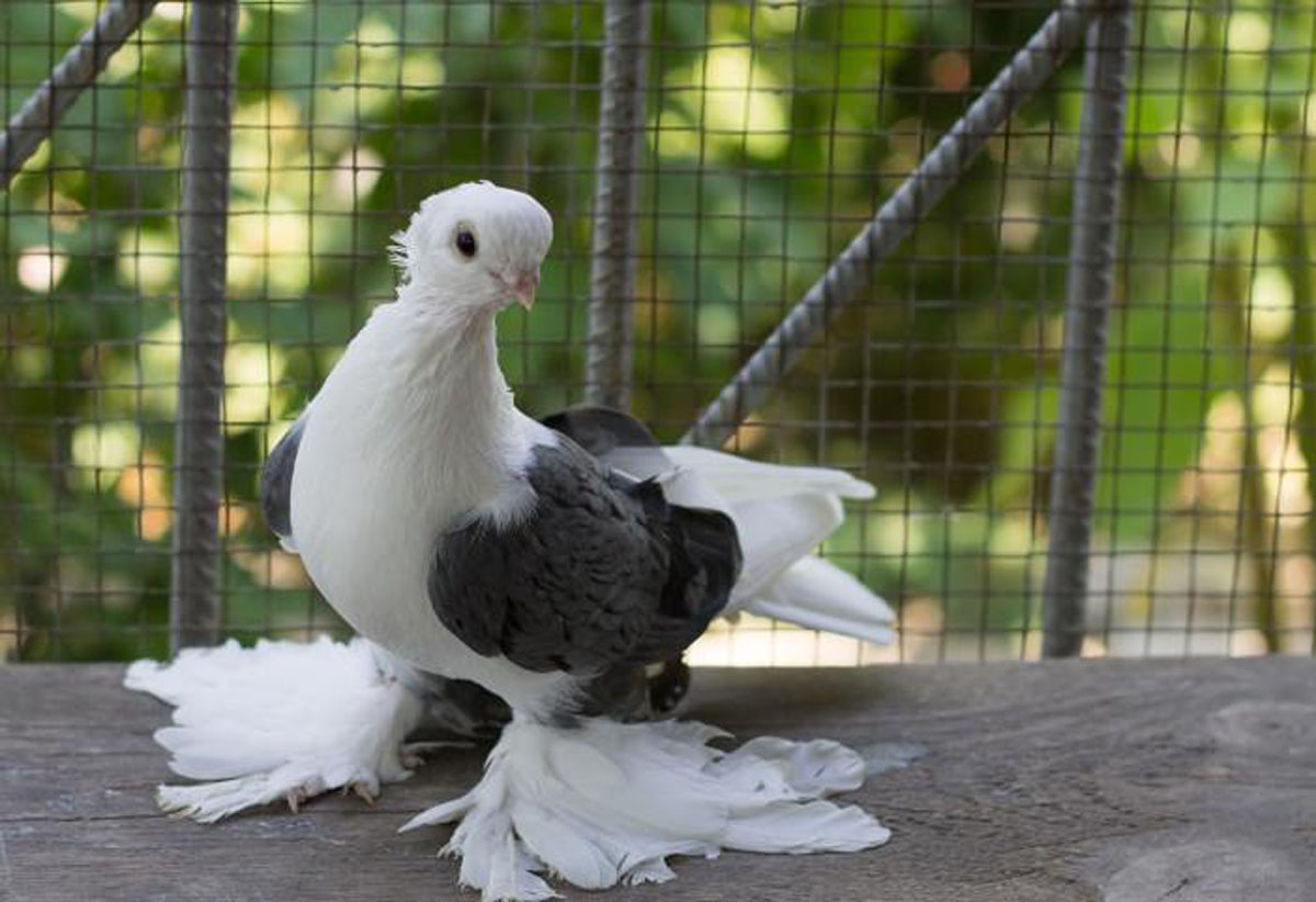 Торжокские чистые голуби