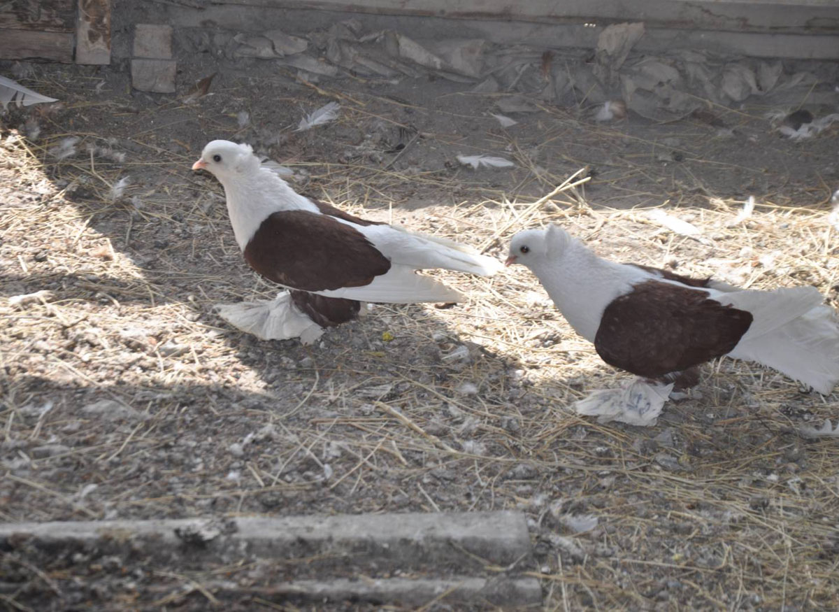 Торжокские чистые голуби