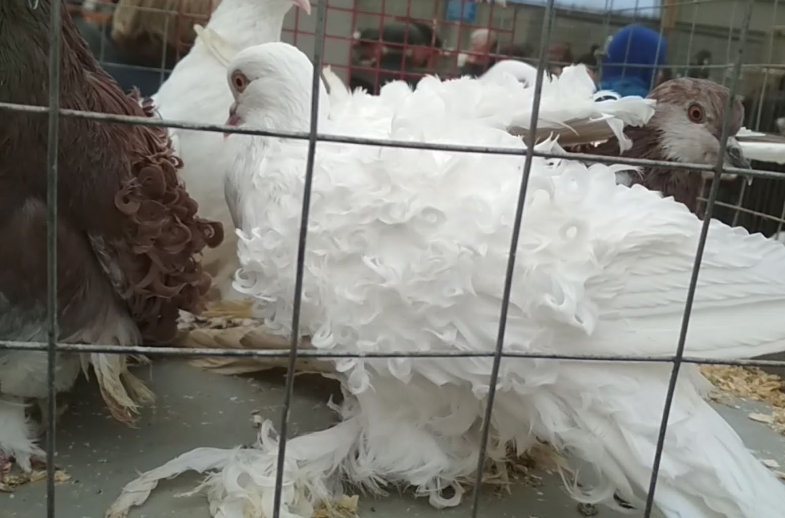 Кудрявая порода голубей