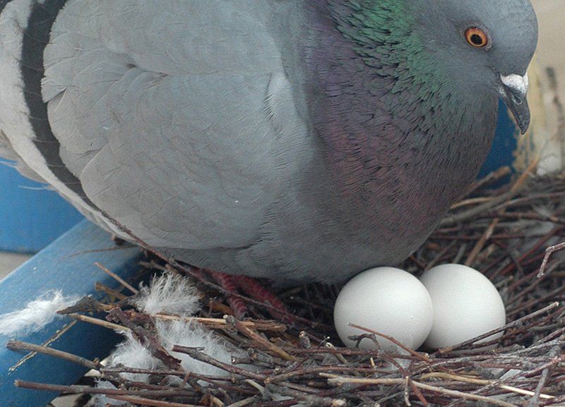 Сколько голубь сидит на яйцах