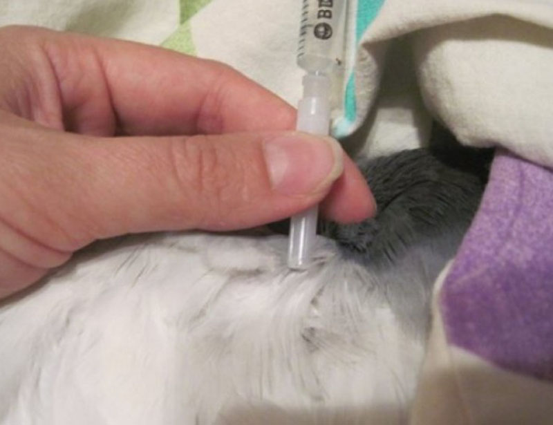 Как делают прививку голубями thumbnail