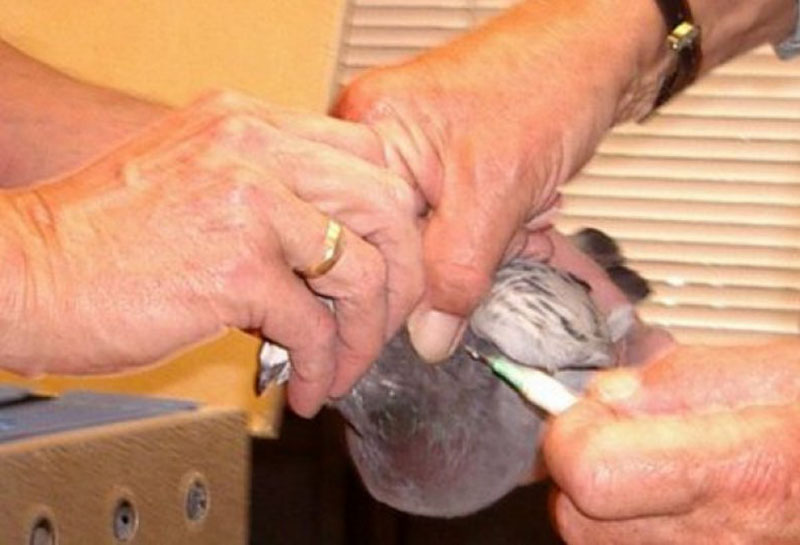 Вакцина против оспы голубей thumbnail